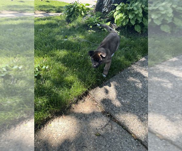 Medium Photo #3 Akita Puppy For Sale in LOUISVILLE, KY, USA