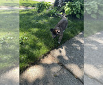Small Photo #26 Akita Puppy For Sale in LOUISVILLE, KY, USA