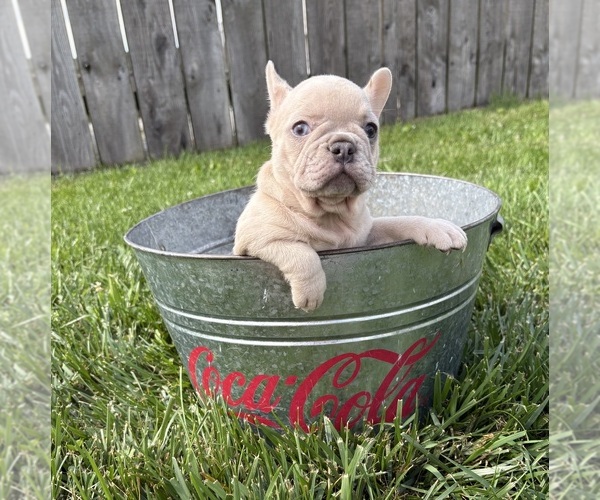 Medium Photo #2 French Bulldog Puppy For Sale in MIDDLEBURY, IN, USA