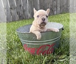 Small #1 French Bulldog