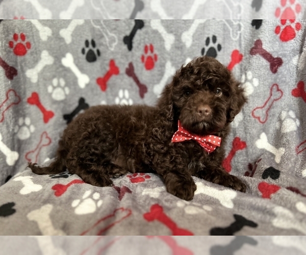 Medium Photo #3 ShihPoo Puppy For Sale in LAKELAND, FL, USA