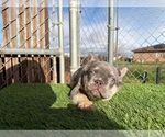 Small #3 French Bulldog
