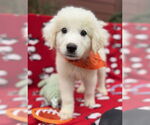 Small Great Pyrenees Mix