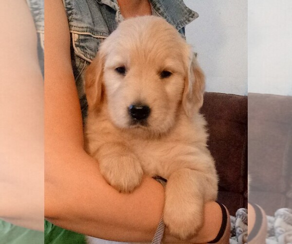 Medium Photo #1 Golden Retriever Puppy For Sale in MERRILL, OR, USA
