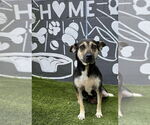 Small #2 Beagle Mix