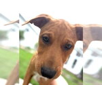 Small #4 Labrador Retriever Mix