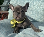 Small Photo #15 French Bulldog Puppy For Sale in TACOMA, WA, USA