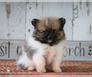 Pomeranian Puppy for sale in FREDERICKSBG, OH, USA
