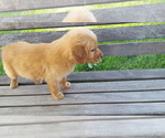 Small #2 Golden Retriever