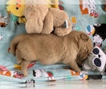 Small #15 Golden Retriever