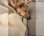 Small #4 Mutt