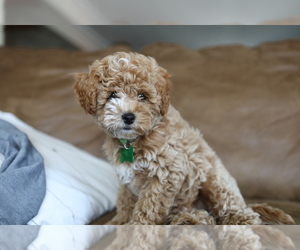 Cavapoo-Poodle (Miniature) Mix Puppy for sale in GOSHEN, IN, USA