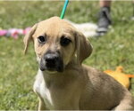 Small Labrador Retriever