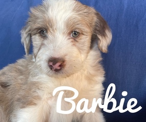 Aussiedoodle Miniature  Puppy for sale in VERNAL, UT, USA