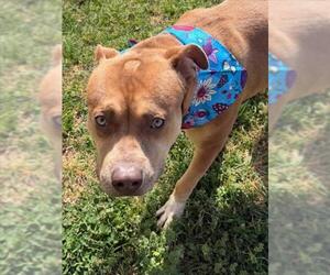 Mutt Dogs for adoption in Tulsa, OK, USA