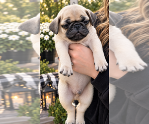Pug Puppy for sale in BRIDGETOWN, OH, USA