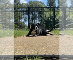 Small #1 Border Collie Mix