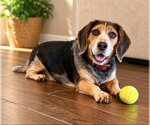 Small #4 Bagle Hound