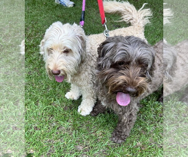 Medium Photo #4 Aussiedoodle Miniature  Puppy For Sale in Garner, NC, USA