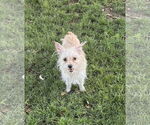 Small Chihuahua Mix