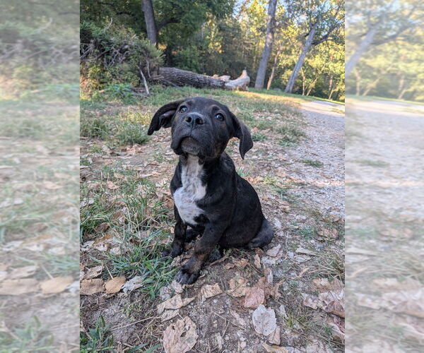 Medium Photo #3 Mutt Puppy For Sale in Vail, AZ, USA