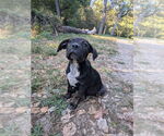 Small #2 Mutt