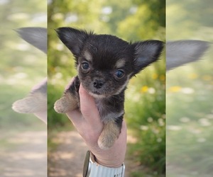 Chihuahua Puppy for sale in CHIPPEWA FALLS, WI, USA