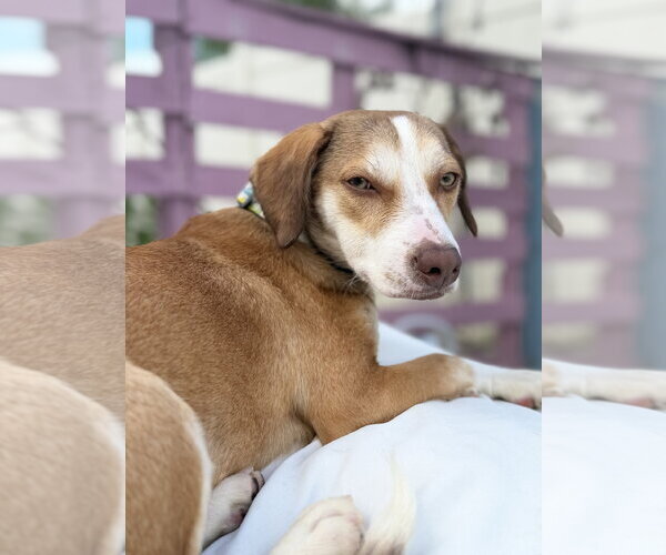 Medium Photo #1 Beagle Puppy For Sale in Tampa, FL, USA