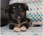 Small #5 Chihuahua