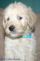 Goldendoodle Puppy for sale in DAVENPORT, FL, USA