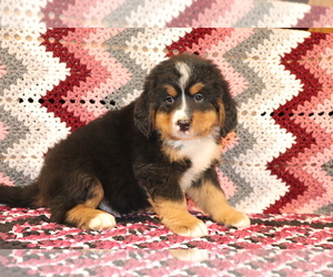 Bernese Mountain Dog Puppy for sale in SHILOH, OH, USA