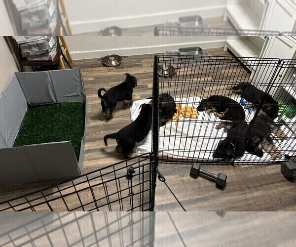 Medium Photo #3 German Shepherd Dog Puppy For Sale in SACRAMENTO, CA, USA