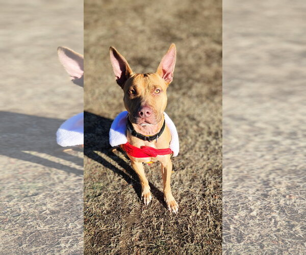 Medium Photo #15 Carolina Dog-Pharaoh Hound Mix Puppy For Sale in Rockaway, NJ, USA