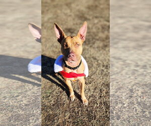 Dodger Lizman - Male Carolina Dog-Pharaoh Hound Mix Dog for Adoption - Photo #15