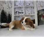 Small Photo #56 Cavalier King Charles Spaniel Puppy For Sale in CHANUTE, KS, USA