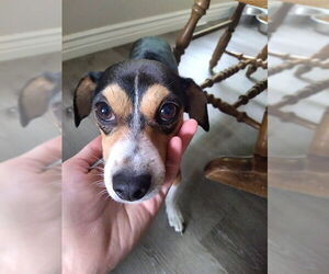 Mutt Dogs for adoption in Ogden, UT, USA