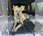 Small #2 German Shepherd Dog-Huskies  Mix