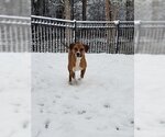 Small Photo #4 Boxer-Unknown Mix Puppy For Sale in Hillsboro, MO, USA