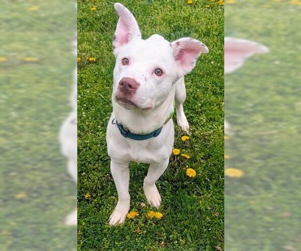 Medium Photo #1 Basset Hound-Unknown Mix Puppy For Sale in Akron, OH, USA