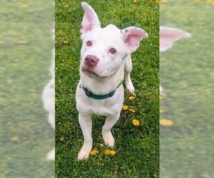 Basset Hound-Unknown Mix Dogs for adoption in Akron, OH, USA