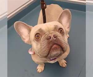 French Bulldog Dogs for adoption in Fort Collins, CO, USA