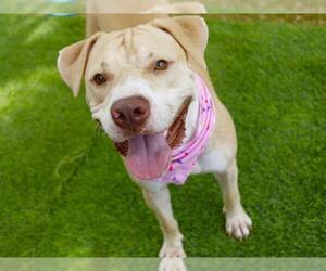 HAWKS - Male American Bulldog-Unknown Mix Dog for Adoption - Photo #4