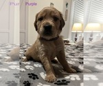 Small Photo #4 Golden Retriever Puppy For Sale in BUCHANAN, TN, USA