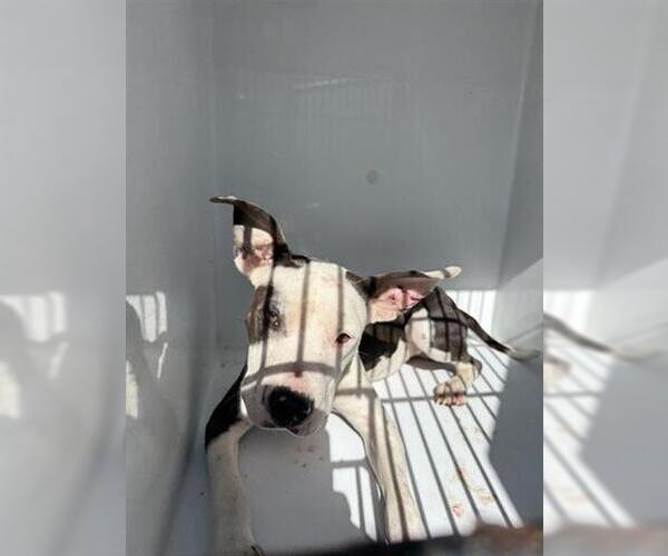 Medium Photo #1 Staffordshire Bull Terrier Puppy For Sale in Houston, TX, USA