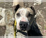 Small #1 American Pit Bull Terrier