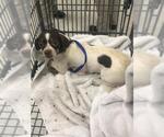 A432928 - Female Chihuahua-Unknown Mix Dog for Adoption - Small photo