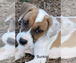 Small Labrador Retriever Mix