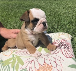 English Bulldog Puppy for sale in PARTLOW, VA, USA