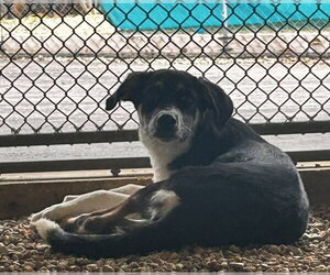 Labrador Retriever-Unknown Mix Dogs for adoption in Sterling, MA, USA