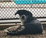 Small Labrador Retriever Mix